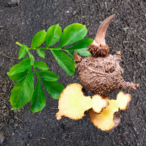 Fruto de Glucomanano sobre tierra siendo ingrediente del producto Zero Fat